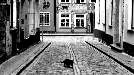 black_cat_crossing_path