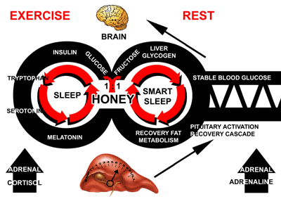 The Honey, Insulin, Melatonin Cycle (HYMN CYCLE).